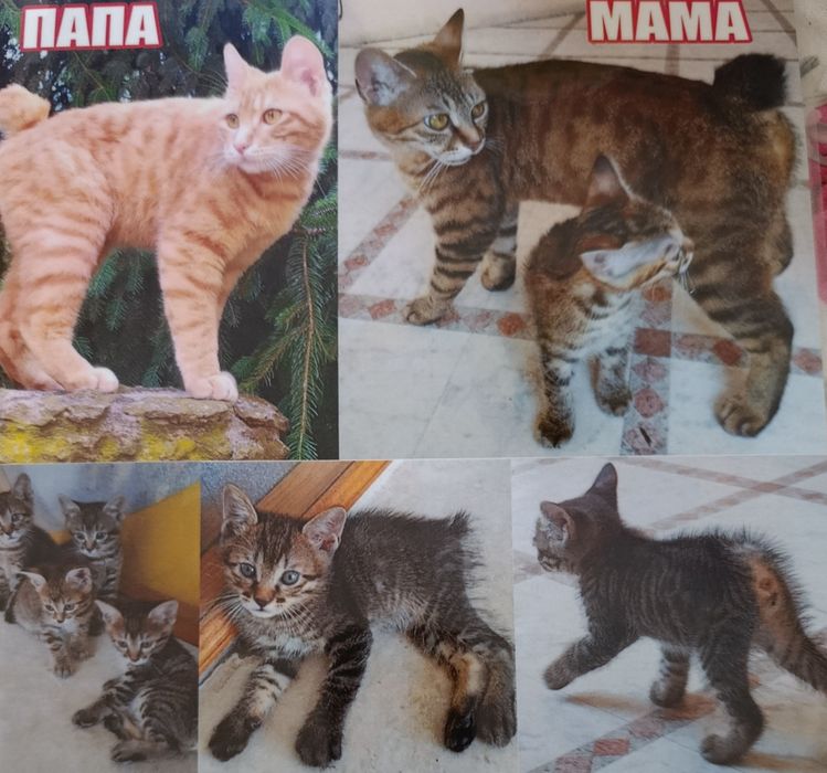 Курильский бобтейл