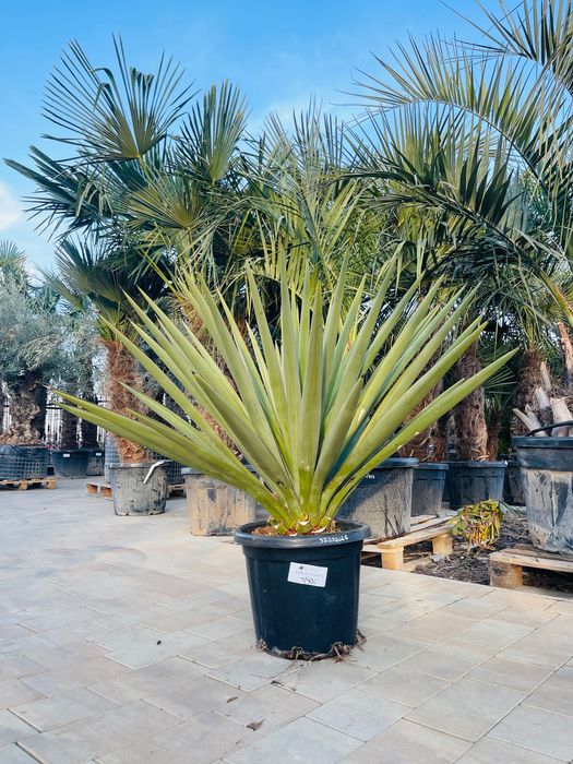 Yucca Treculeana juka yuca mrozoodporna -15 / -20