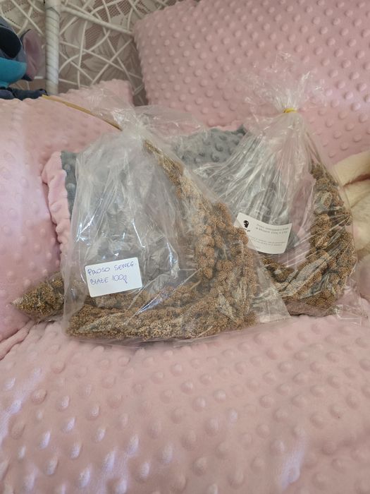Proso senegalskie białe w kłosach 150 g