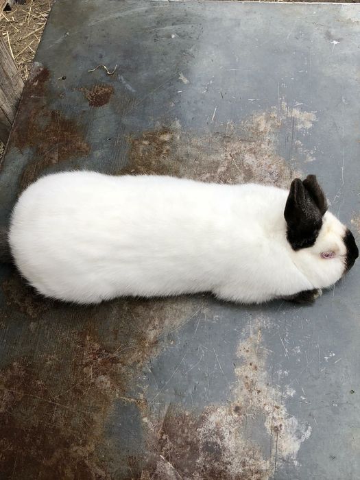 Продаю кролі.Термони. Та самка Каліфорнія