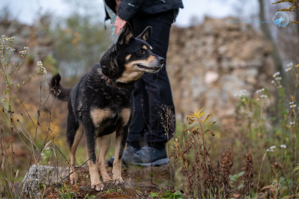 Mały,czarny,spokojny pies w typie rasy Shiba Inu.Piękny i mądry samiec