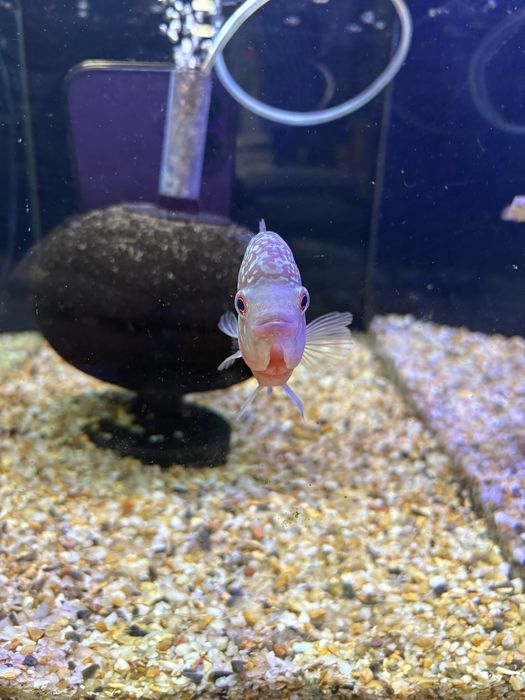 Pielęgnica Flower Horn