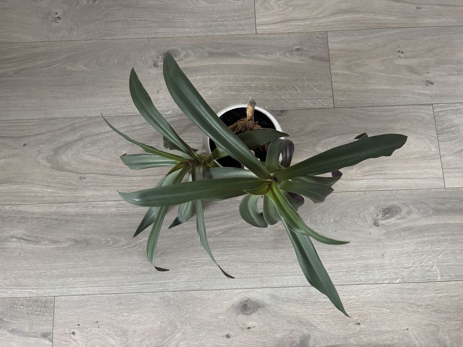 Традесканція Рео