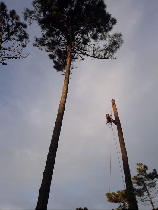 Poda e Abate de Arvores con Técnicas de Escalada