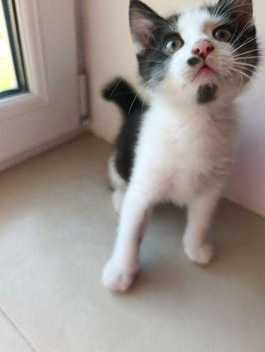 Кіт , котик , хлопчик