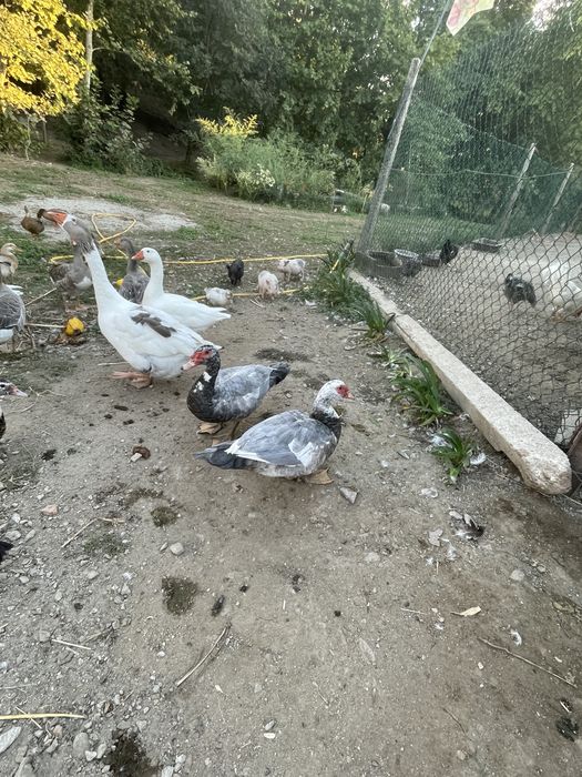 Patos mudos cor lavanda
