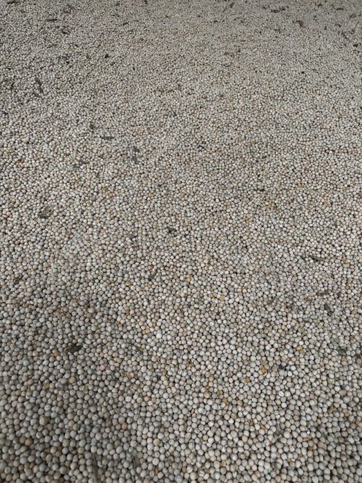 Groch do siewu na poplon