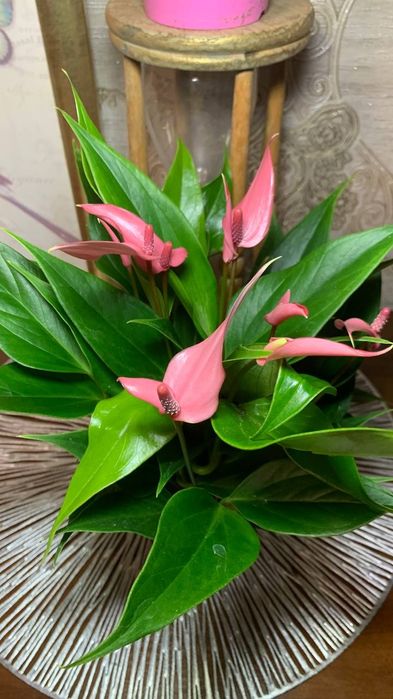 Антуриум  Лілі --міні сорт