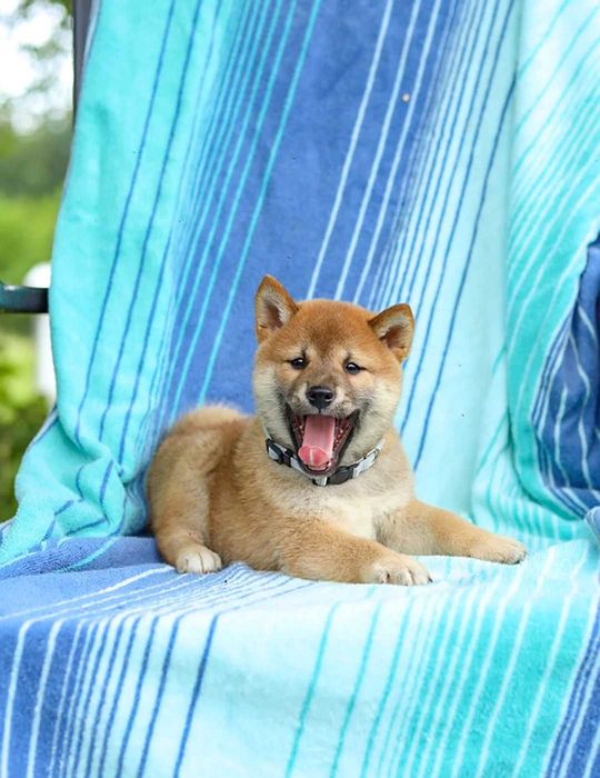Shiba inu dsponivel