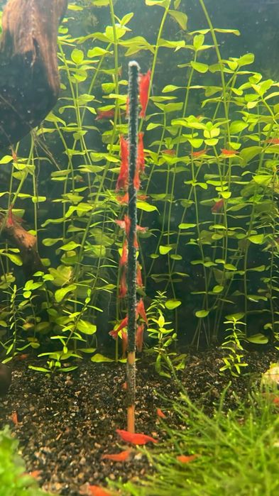 Camarões Neocaridina Red Fire