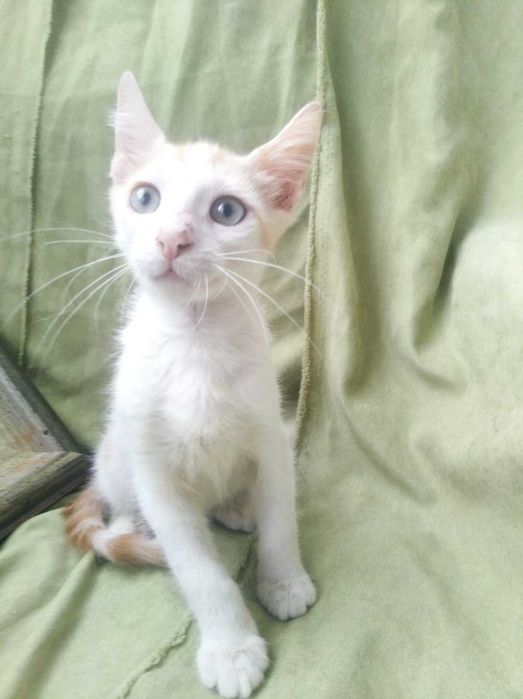 Котята рыжики в добрые руки бесплатно