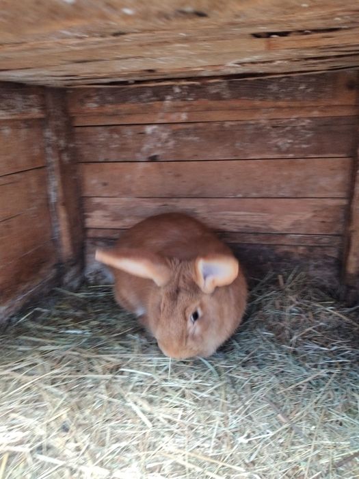 Królik samica burgund