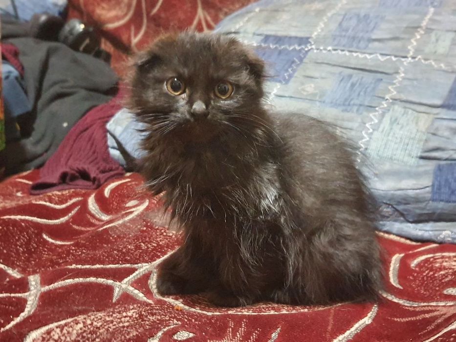 Котята безкоштовно)