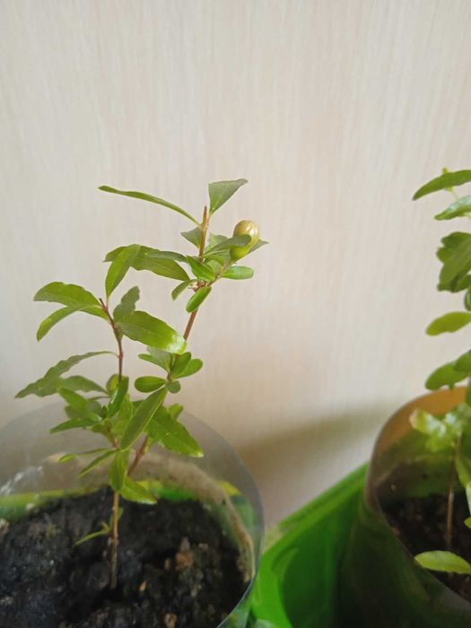 Саджанці граната кімнатного від 55 грн.(без врахування комісії)