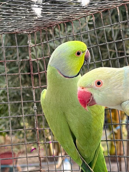 Vendo casal de Ring Neck