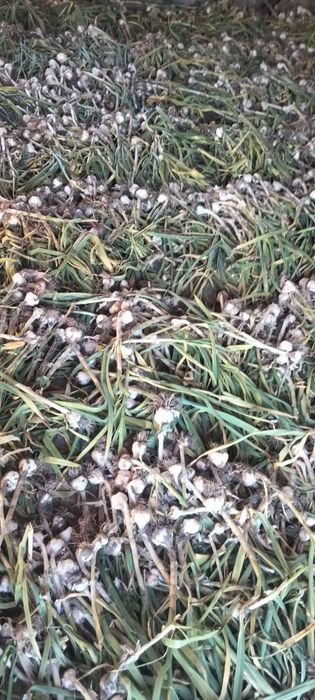 Часник , часник Любаша