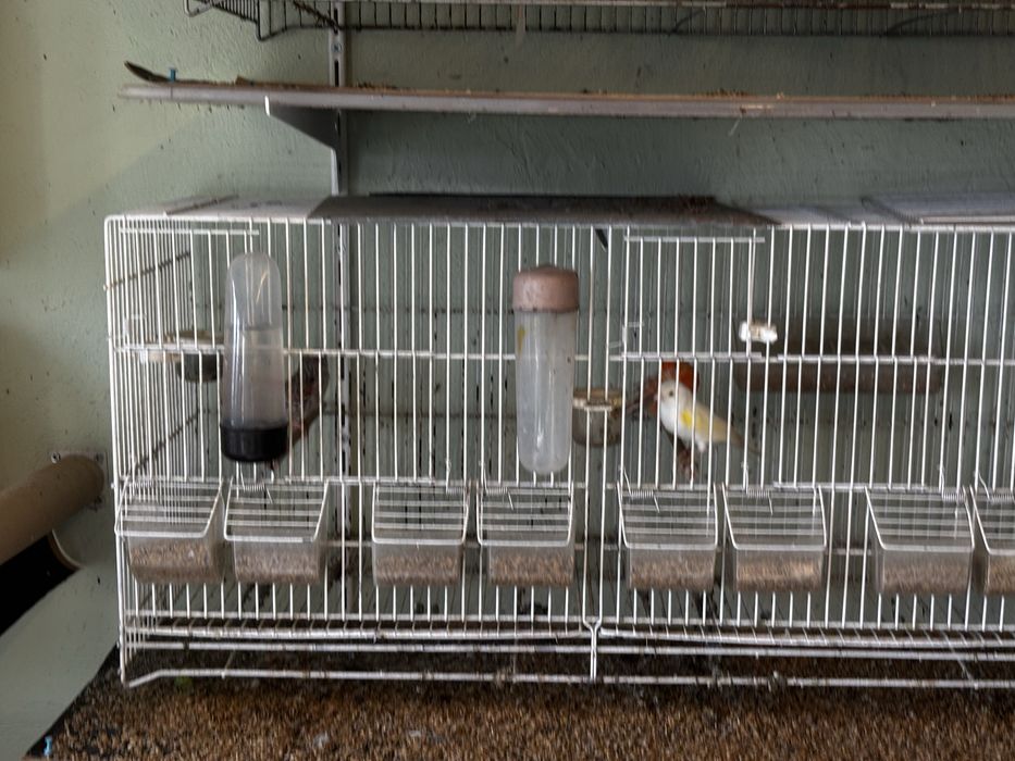 Canários topázii mosaico/vermelho e amarelo