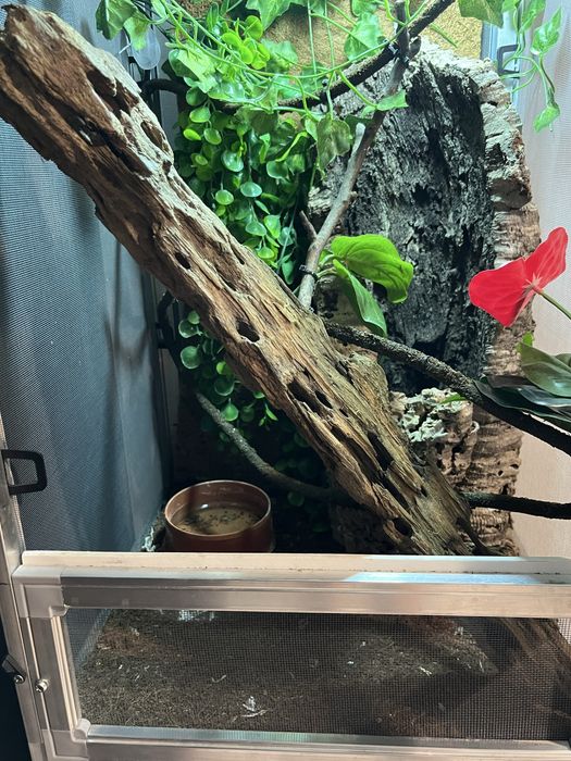 Terrarium dla gadów, kameleona