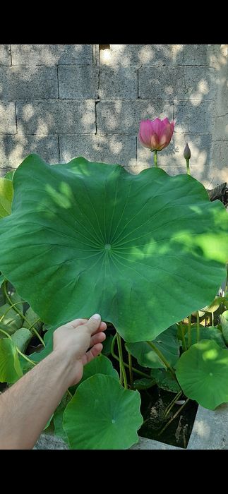 Nenúfar Lotus Nelumbo - plantas de lago