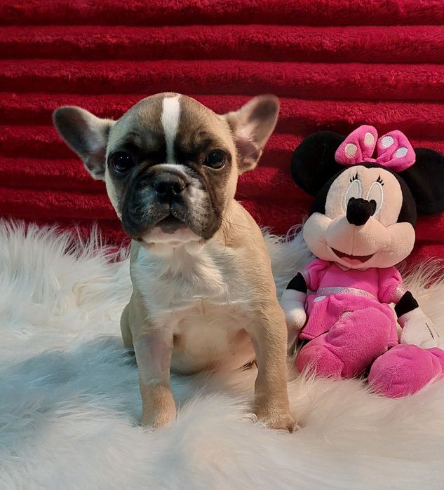 Bulldog francês menina