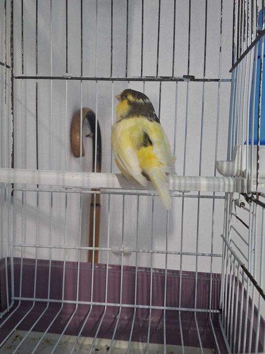 Canario macho ..