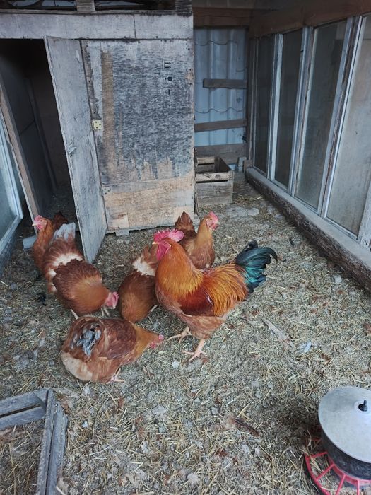 New hemsile jajka lęgowe