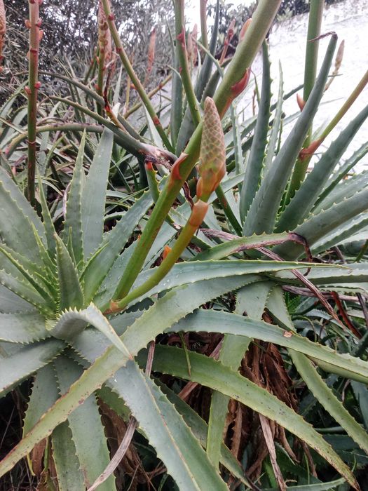 PLANTA  ALOE VERA