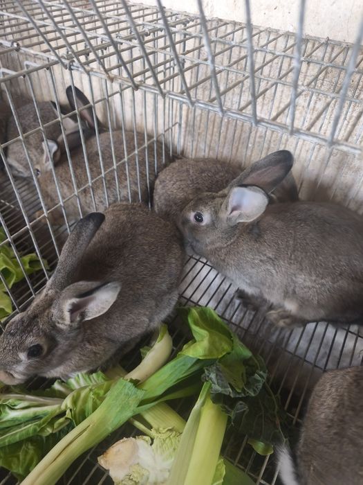 Coelhos para venda
