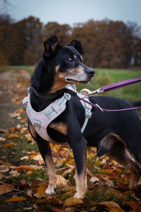 Puzel, wesoły przytulak poniżej kolana, szuka swojego człowieka