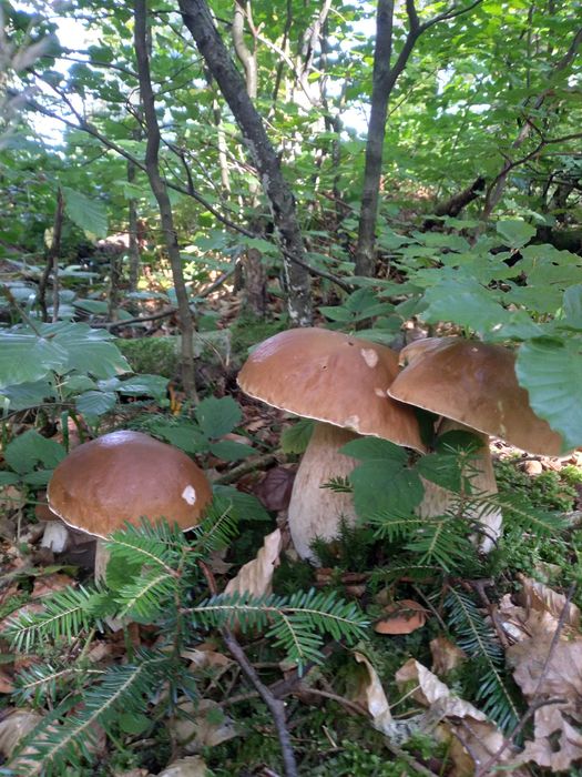 Domek w Bieszczadach