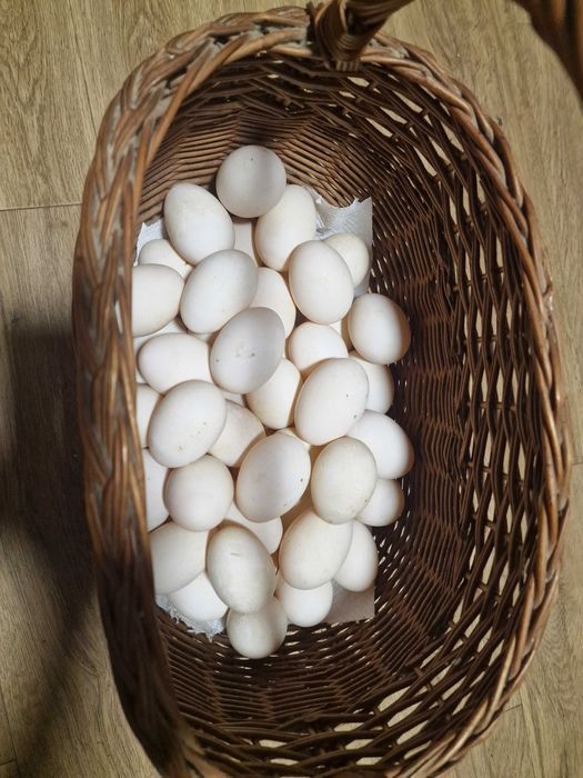 Kacze jajka ekologiczne