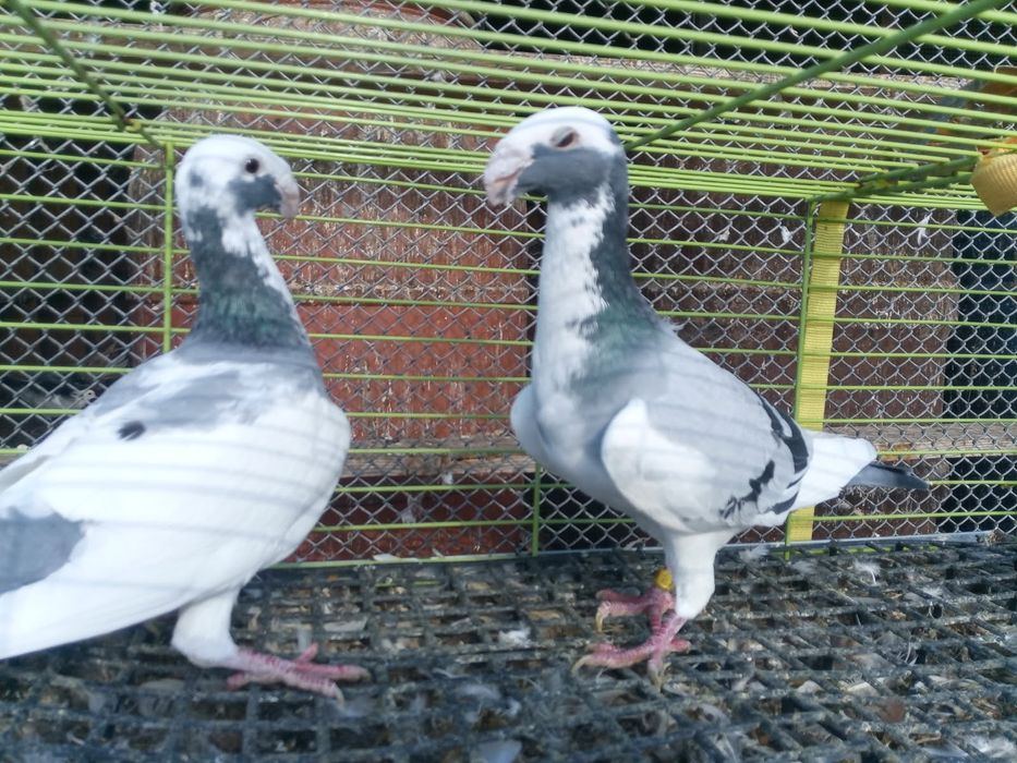 Para niemieckich wystawowych szekuw