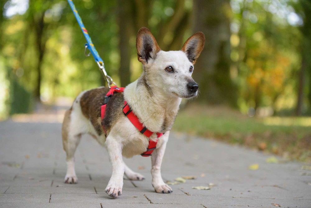 Malutka śliczna łaciata sunia Lipia szuka miłości na całe życie