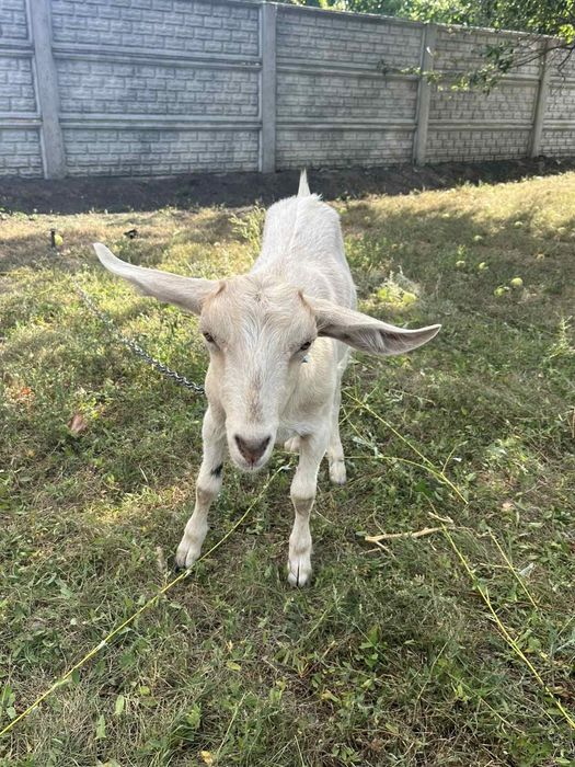 Продам козенят чорне,біле