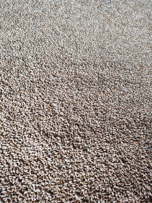 Pszenica pszenżyto owies