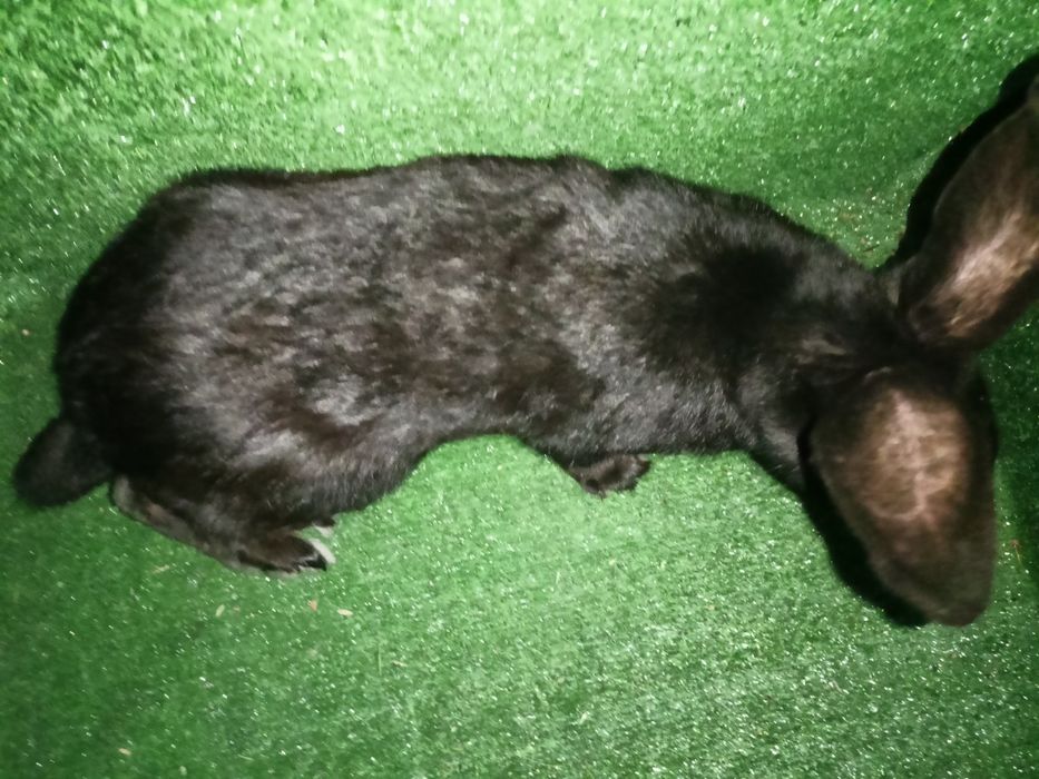 Sprzedam króliki srokacze.