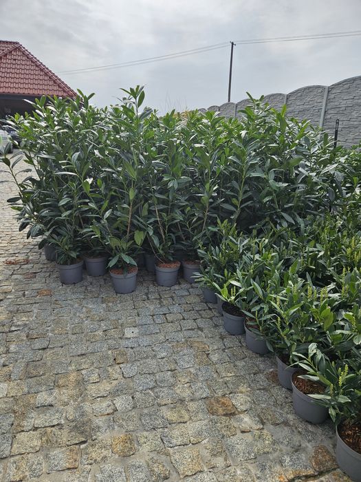 Laurowisnia Novita 60cm Etna Otto luyken