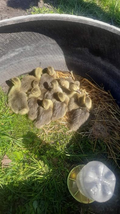 Гусята порода серый крупный