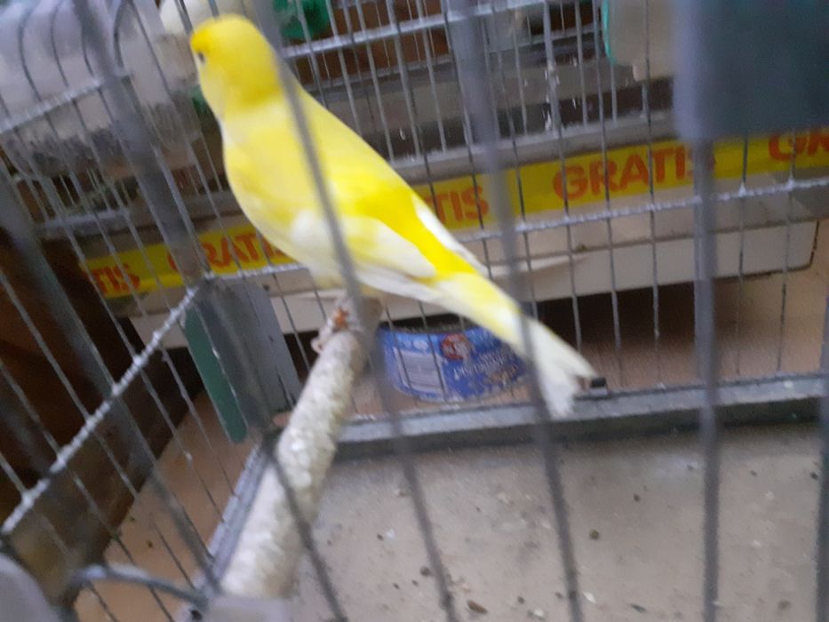 Sprzedam bastardy i kanarki