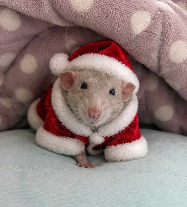 Святкові щурики, ручні пацючки в гарну люблячу сім'ю