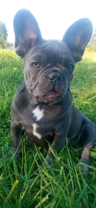 Бульдоги де франсе