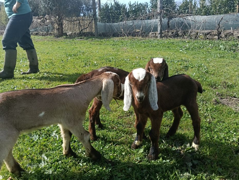 Cabras Anglonubianas