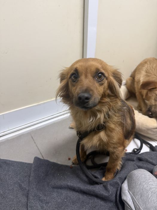 Ariel, cadelinha com 2 anos porte pequeno para adoção responsável