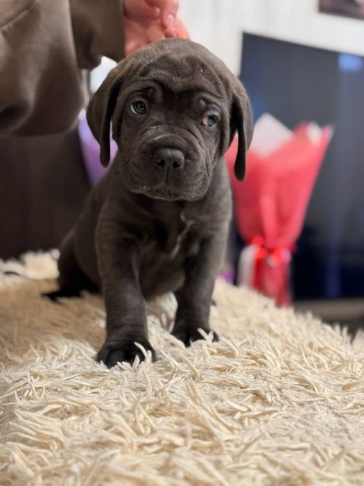 Cane Corso щенки