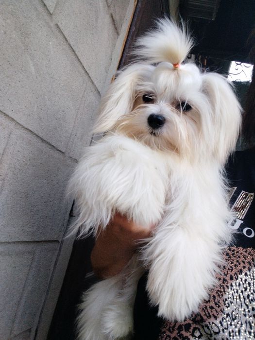 Мальчик мальтези корейские крови