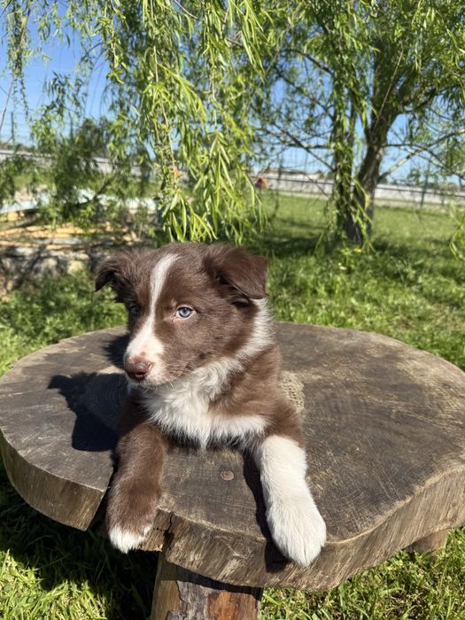Border Collie Macho Chocolate