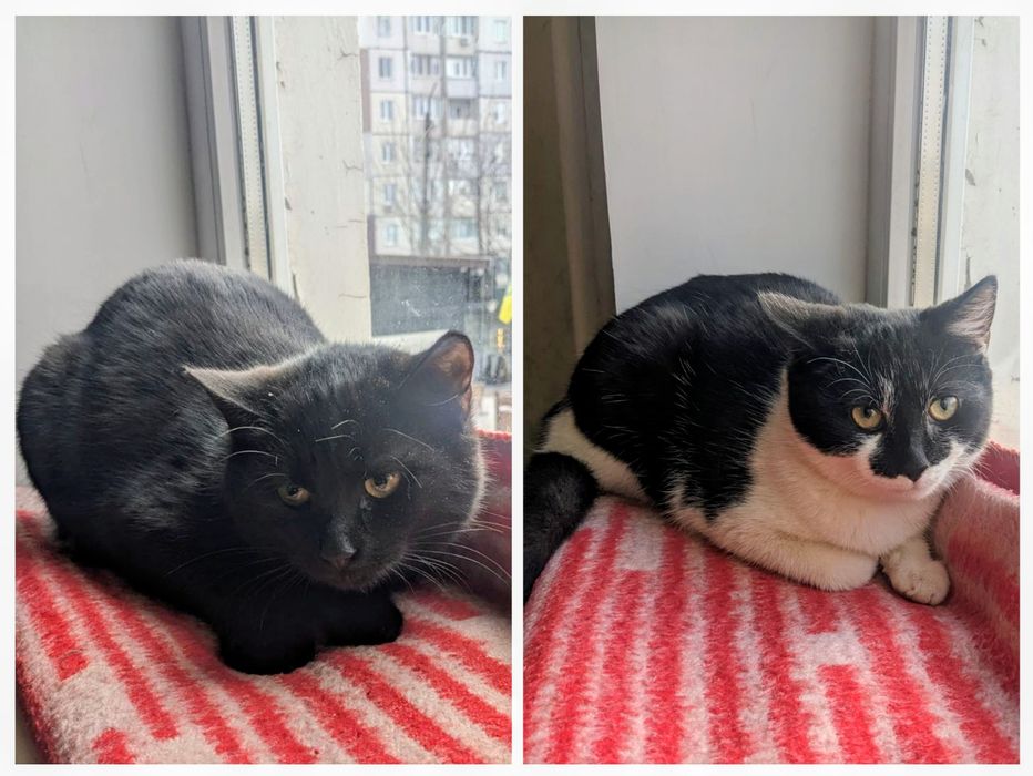 Двом маленьким кішечкам (6 місяців) терміново потрібен дім