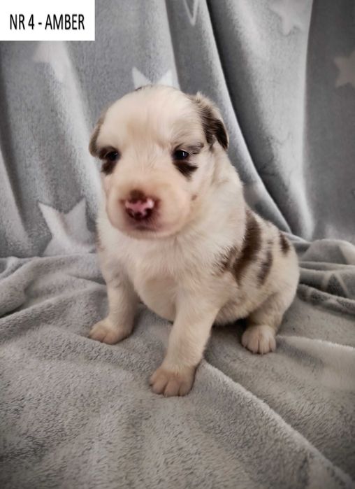 Piękna suczka Border Collie – Red Merle nr 4 - AMBER