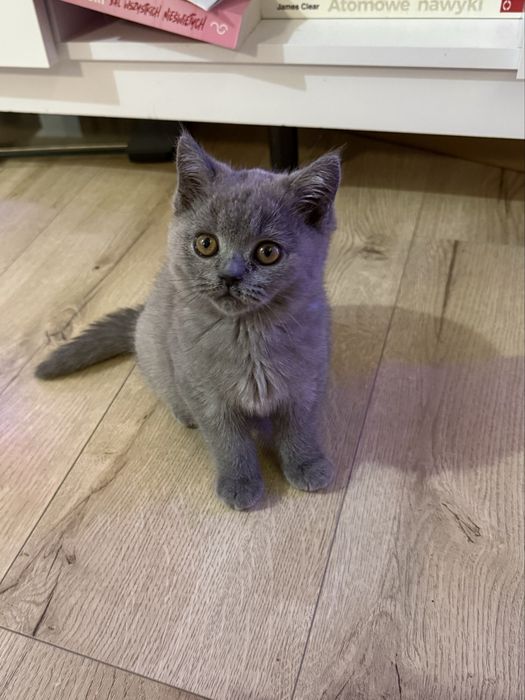 Kotka brytyjska do hodowli FPL   kot brytyjski niebieski