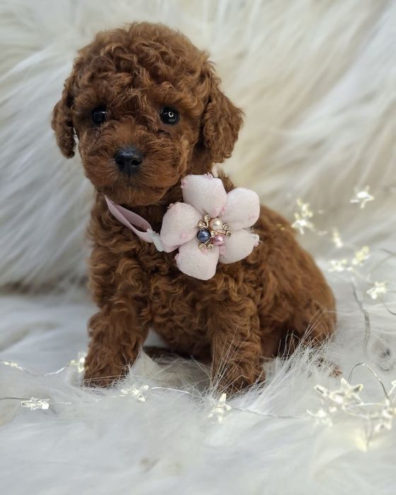 Маленька дівчинка той пудель